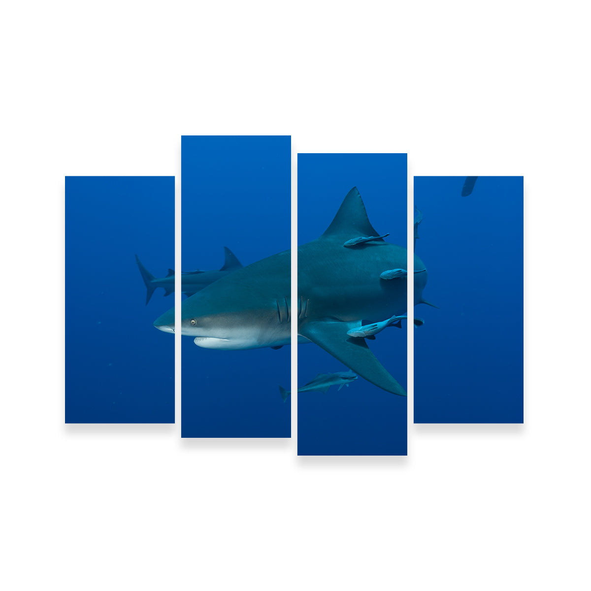 Bull shark and Remoras Wall Art