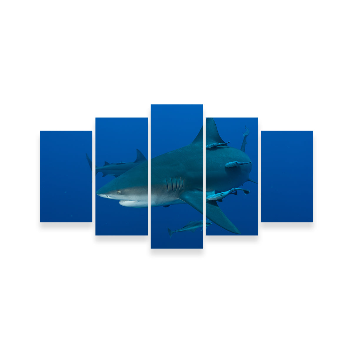 Bull shark and Remoras Wall Art