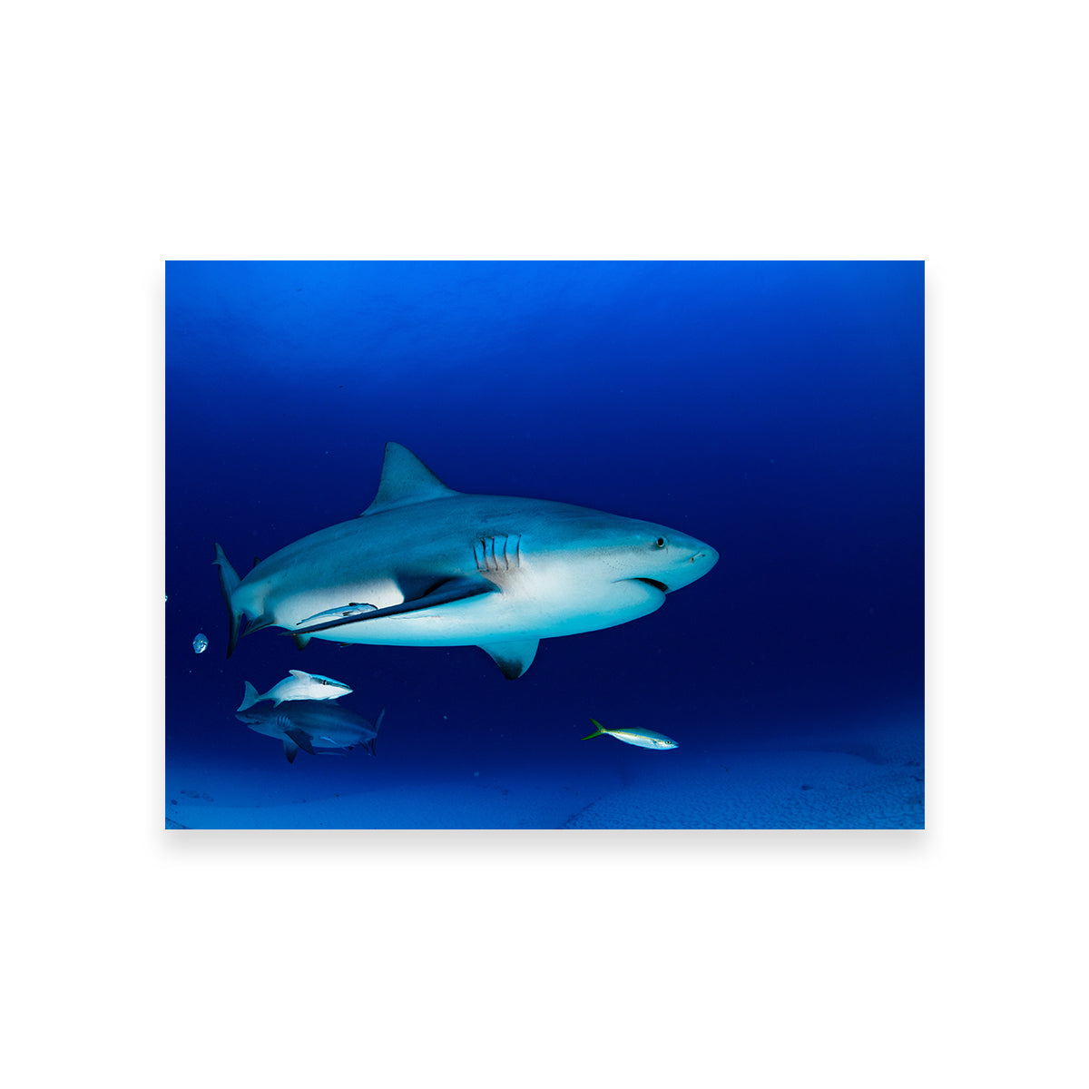 Bull Shark in the Blue Ocean Wall Art