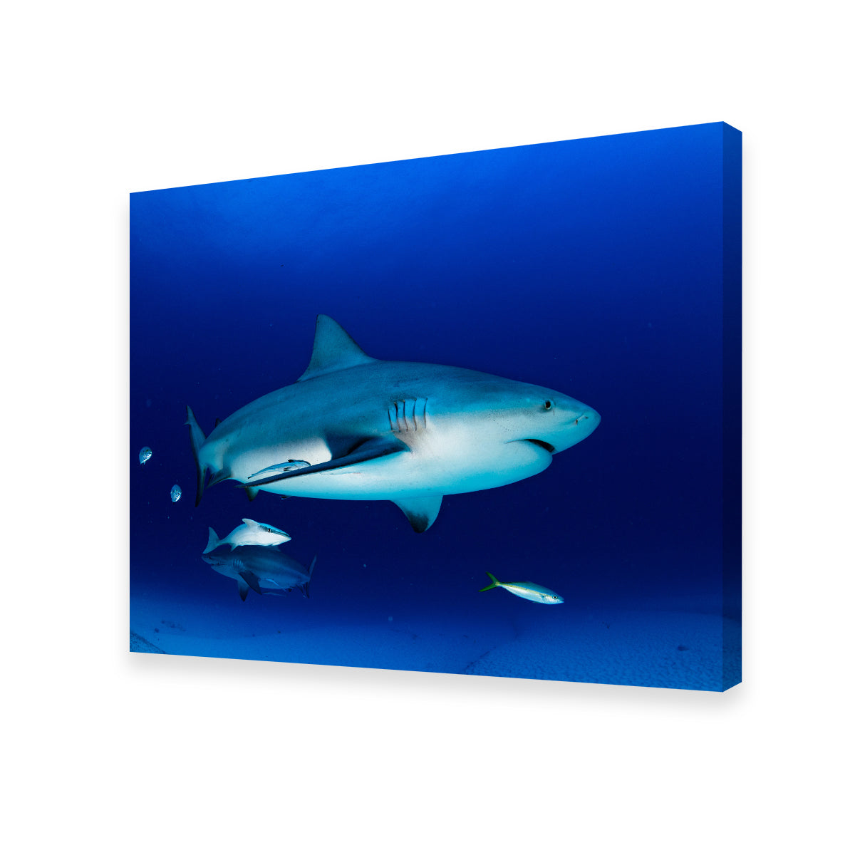 Bull Shark in the Blue Ocean Wall Art