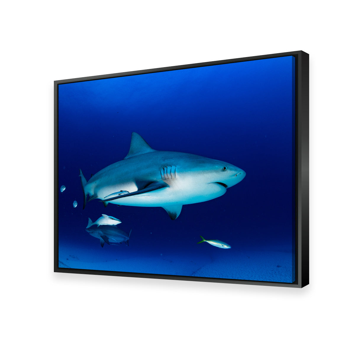 Bull Shark in the Blue Ocean Wall Art