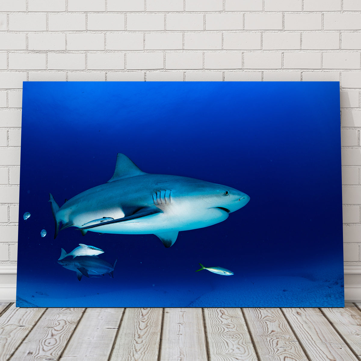 Bull Shark in the Blue Ocean Wall Art