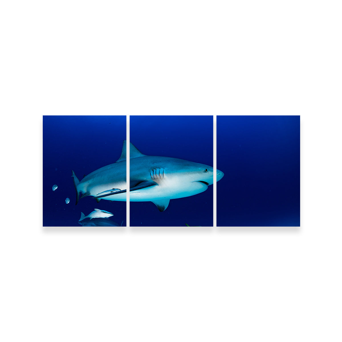 Bull Shark in the Blue Ocean Wall Art