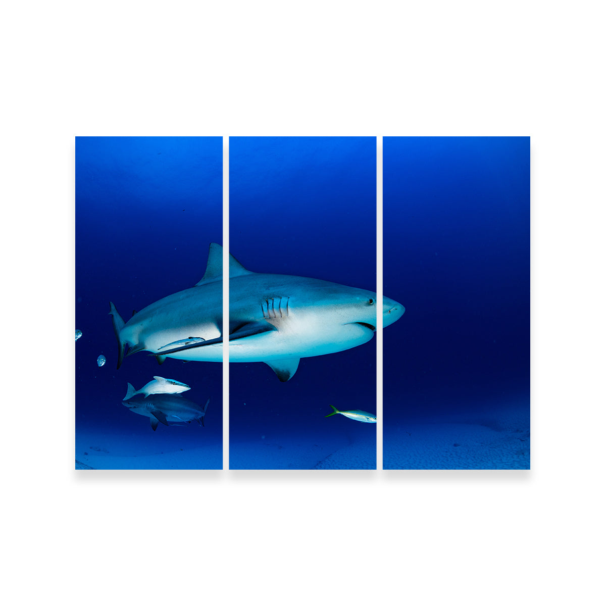 Bull Shark in the Blue Ocean Wall Art