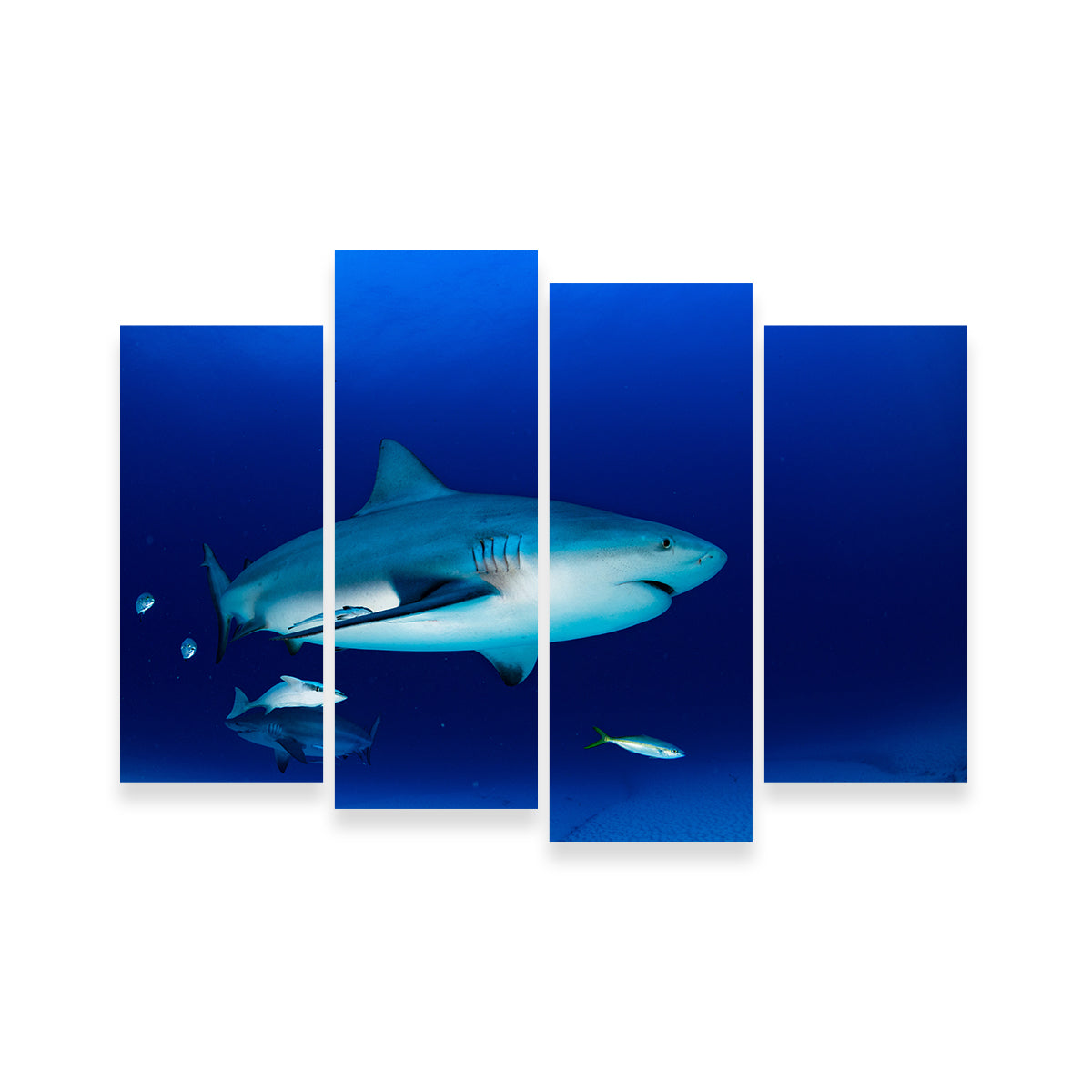Bull Shark in the Blue Ocean Wall Art