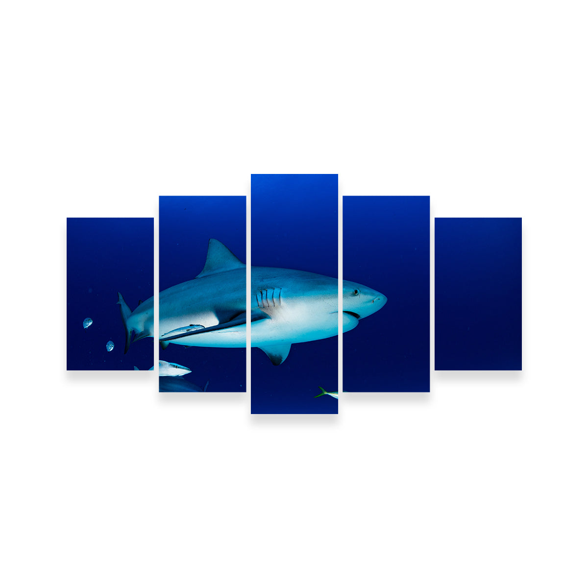 Bull Shark in the Blue Ocean Wall Art