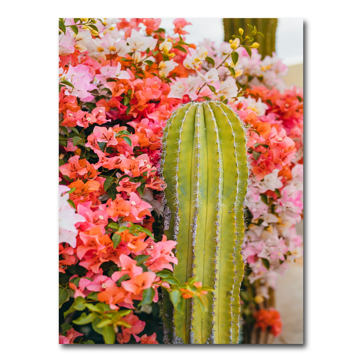 AUTO-MOCKUP WHITE | Cactus & Flowers | 1 Piece | Gallery Wrap Canvas | group=3x4