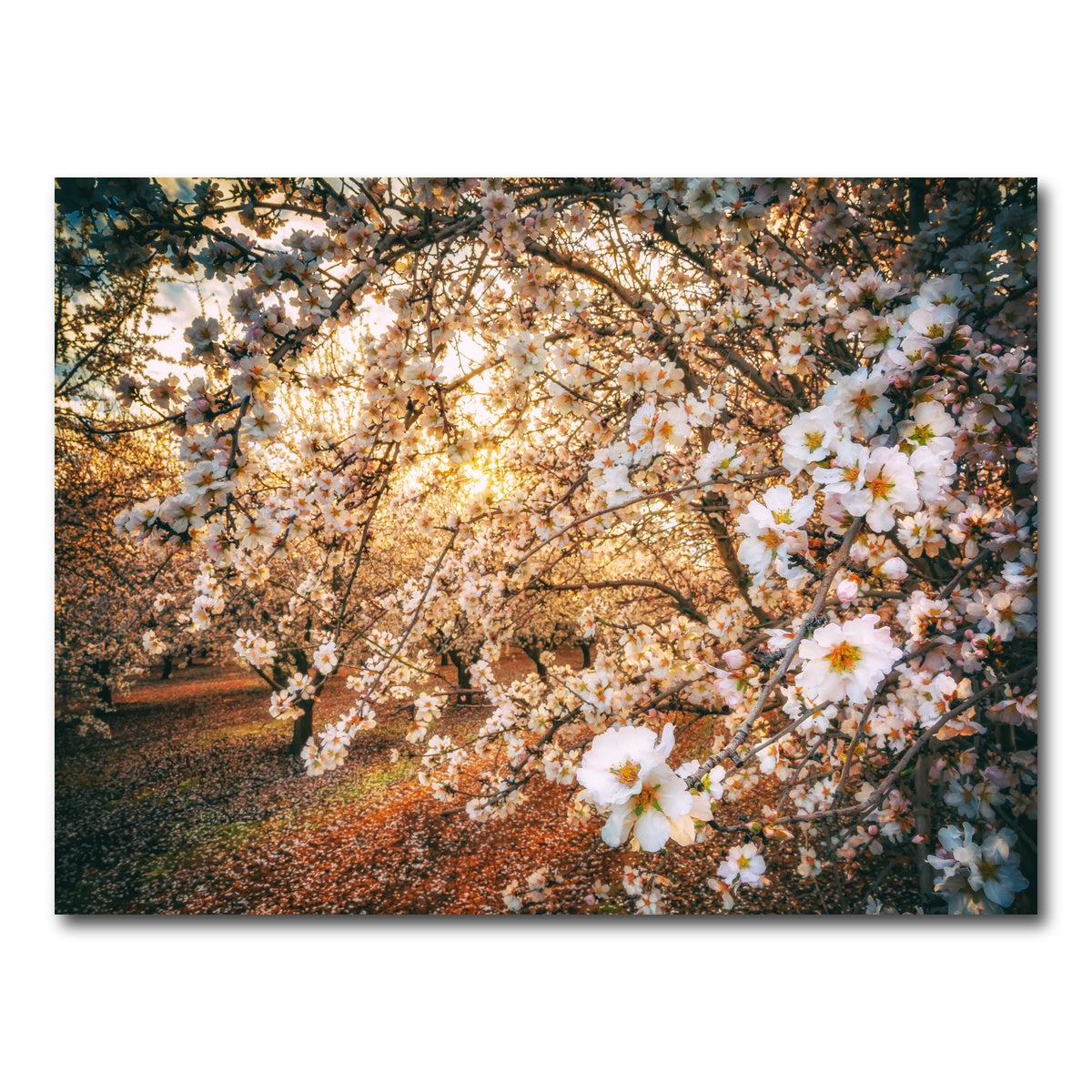 AUTO-MOCKUP WHITE | California Blossom Trail | 1 Piece | Gallery Wrap Canvas | group=4x3