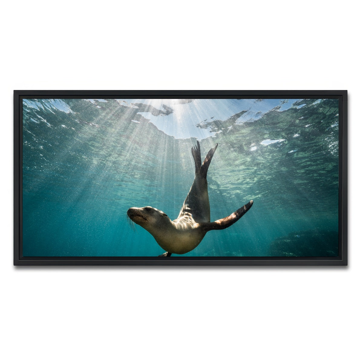 AUTO-MOCKUP WHITE | California Sea Lion | 1 Piece | Black Framed Canvas | group=2x1