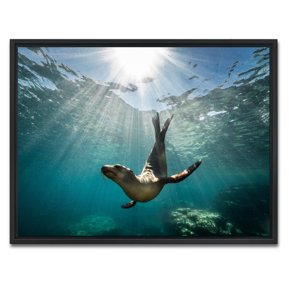 AUTO-MOCKUP WHITE | California Sea Lion | 1 Piece | Black Framed Canvas | group=4x3