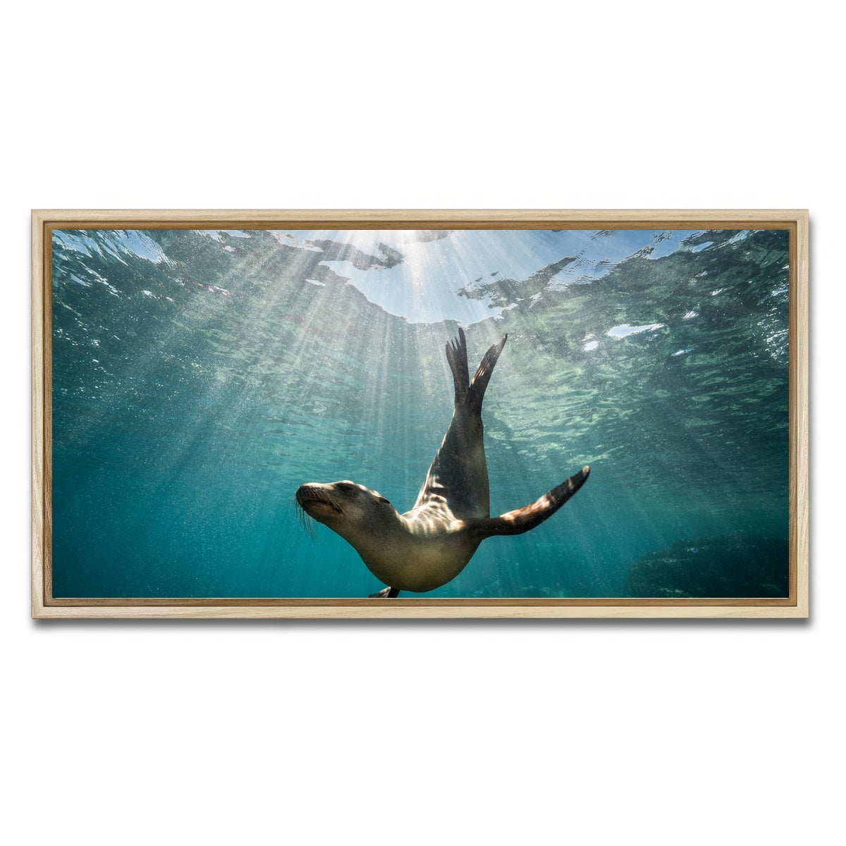 AUTO-MOCKUP WHITE | California Sea Lion | 1 Piece | Natural Framed Canvas | group=2x1