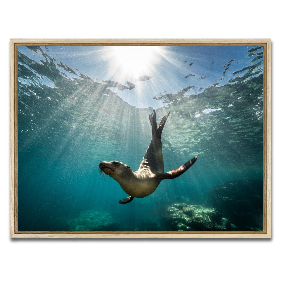 AUTO-MOCKUP WHITE | California Sea Lion | 1 Piece | Natural Framed Canvas | group=4x3