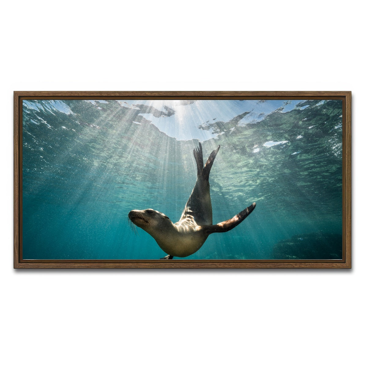 AUTO-MOCKUP WHITE | California Sea Lion | 1 Piece | Walnut Framed Canvas | group=2x1
