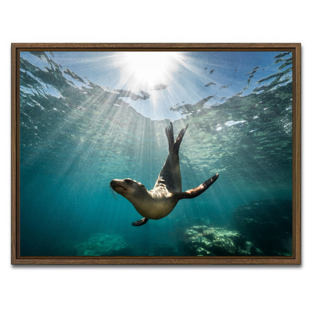 AUTO-MOCKUP WHITE | California Sea Lion | 1 Piece | Walnut Framed Canvas | group=4x3