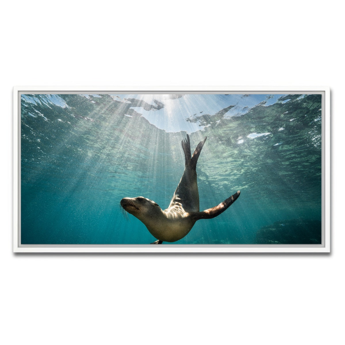 AUTO-MOCKUP WHITE | California Sea Lion | 1 Piece | White Framed Canvas | group=2x1