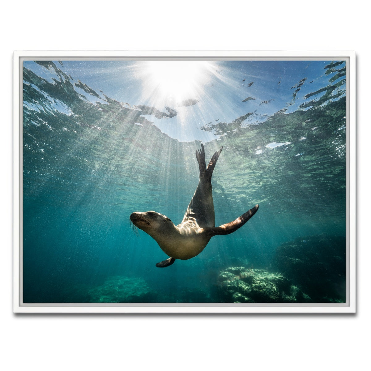 AUTO-MOCKUP WHITE | California Sea Lion | 1 Piece | White Framed Canvas | group=4x3