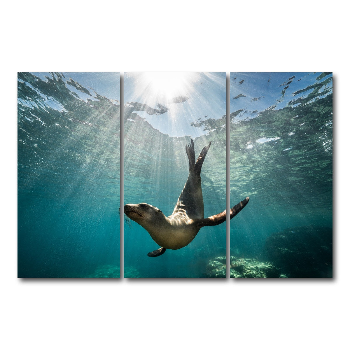 AUTO-MOCKUP WHITE | California Sea Lion | 3 Piece | Gallery Wrap Canvas | group=12x24