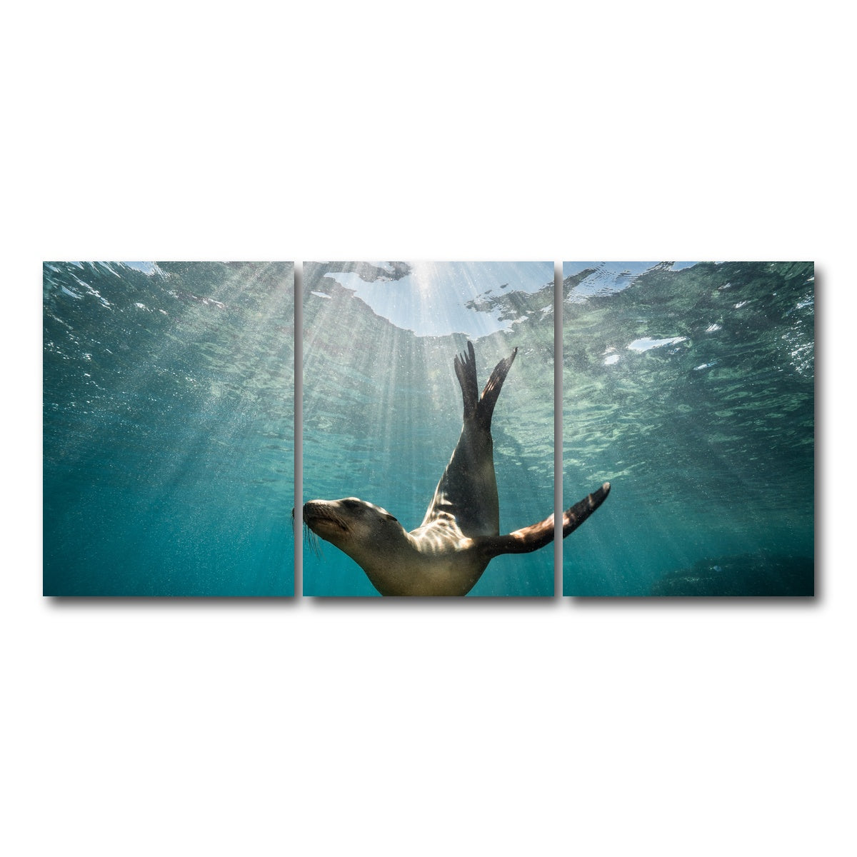 AUTO-MOCKUP WHITE | California Sea Lion | 3 Piece | Gallery Wrap Canvas | group=18x24