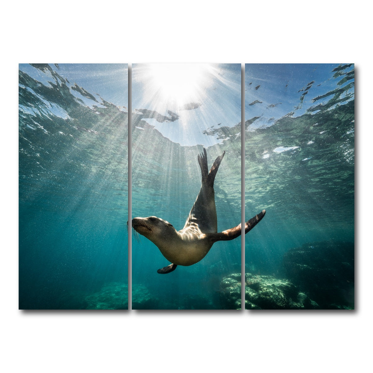 AUTO-MOCKUP WHITE | California Sea Lion | 3 Piece | Gallery Wrap Canvas | group=8x18