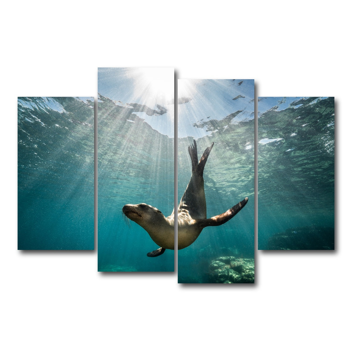 AUTO-MOCKUP WHITE | California Sea Lion | 4 Piece | Gallery Wrap Canvas | group=4_short