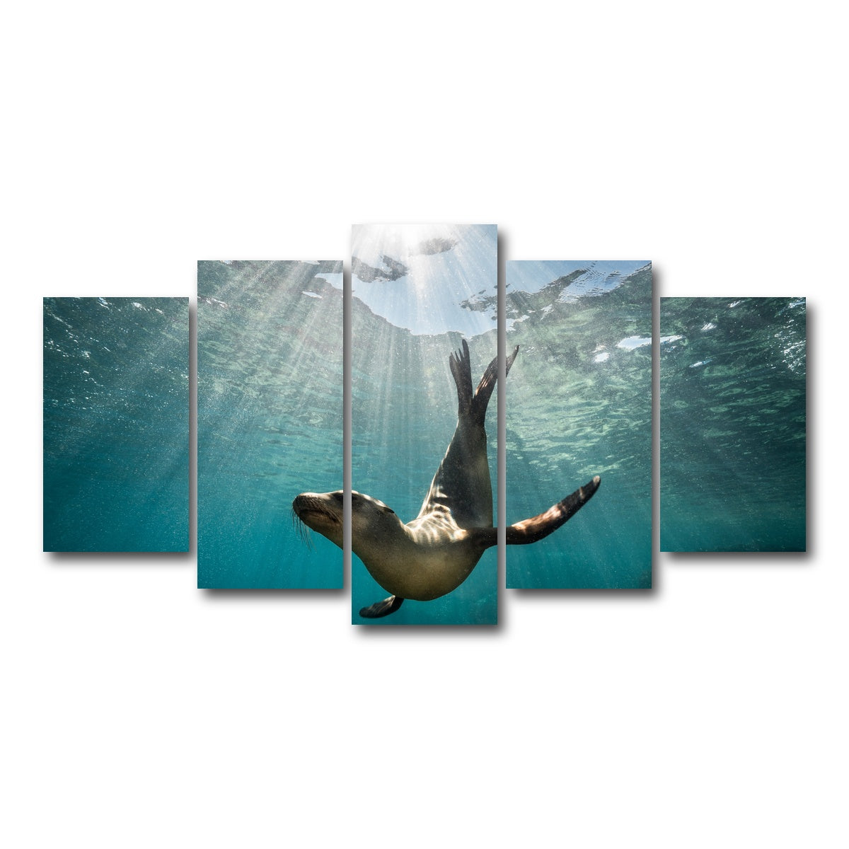 AUTO-MOCKUP WHITE | California Sea Lion | 5 Piece | Gallery Wrap Canvas | group=5_normal