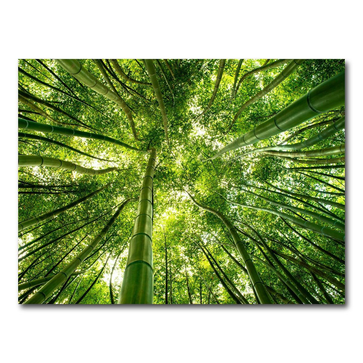 AUTO-MOCKUP WHITE | Canopy in Pisa Italy | 1 Piece | Gallery Wrap Canvas | group=4x3