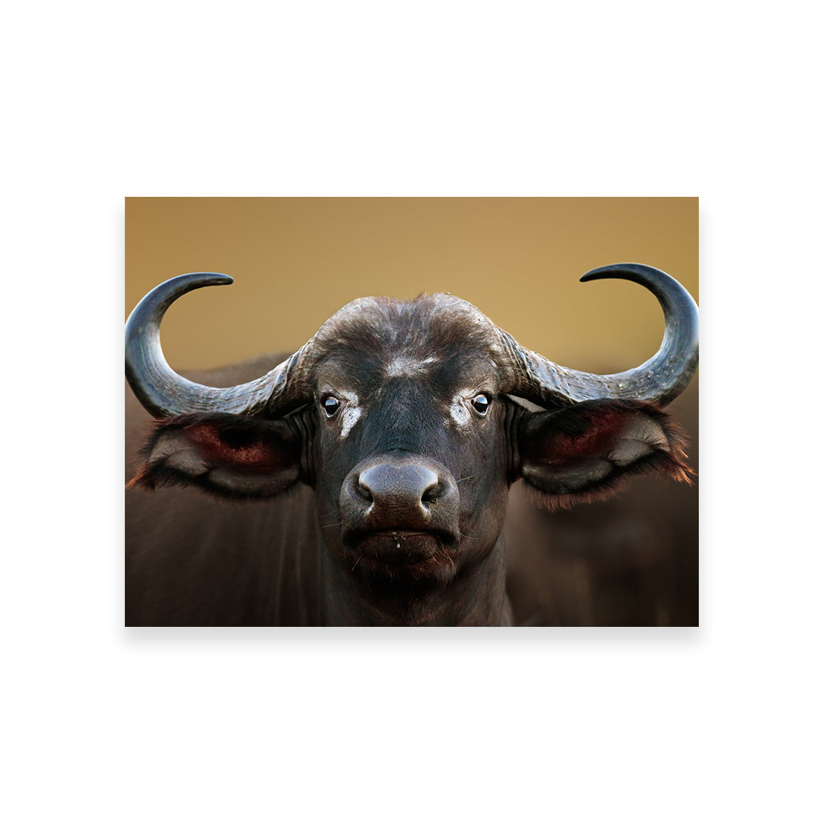 Cape Buffalo - Kruger National Park Wall Art