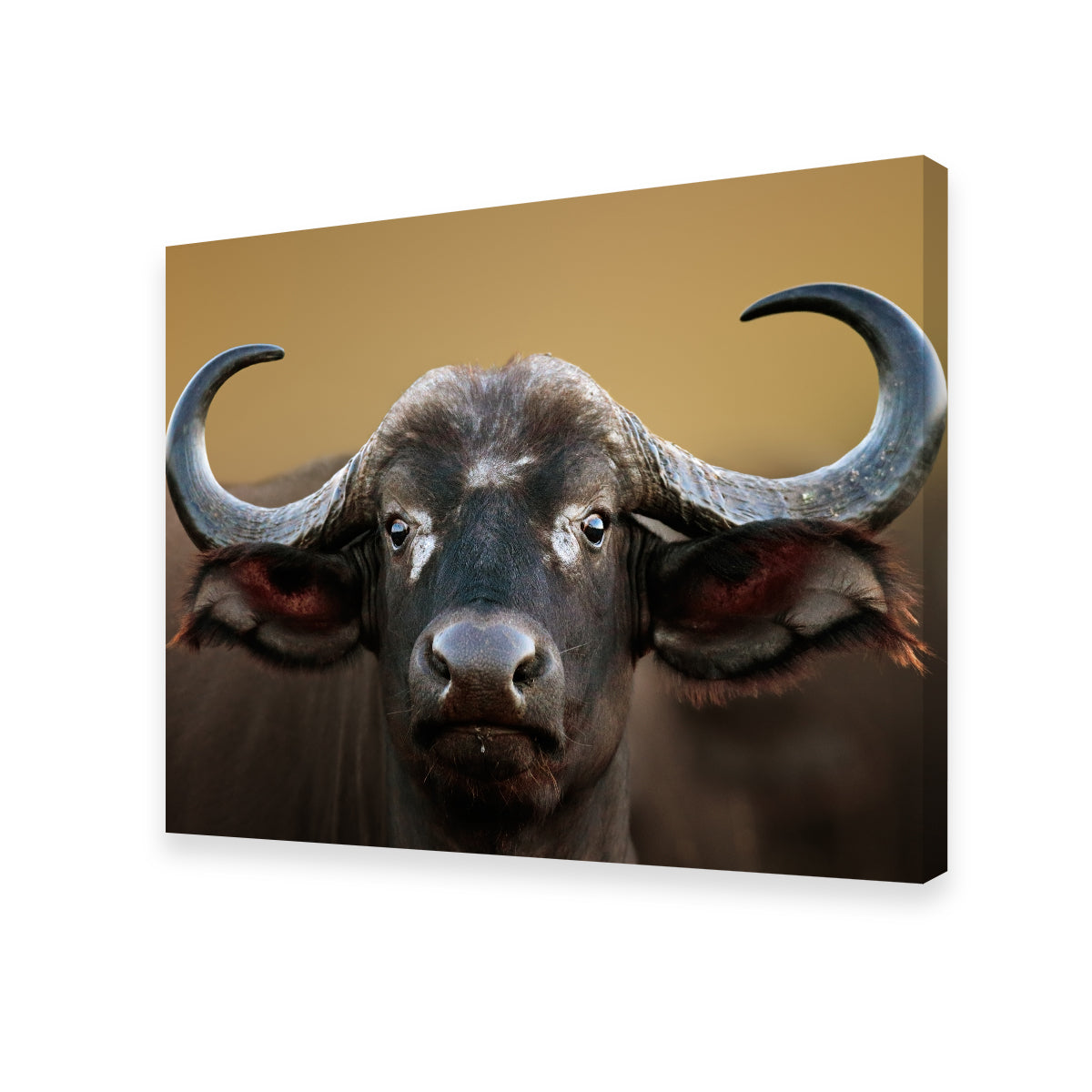 Cape Buffalo - Kruger National Park Wall Art