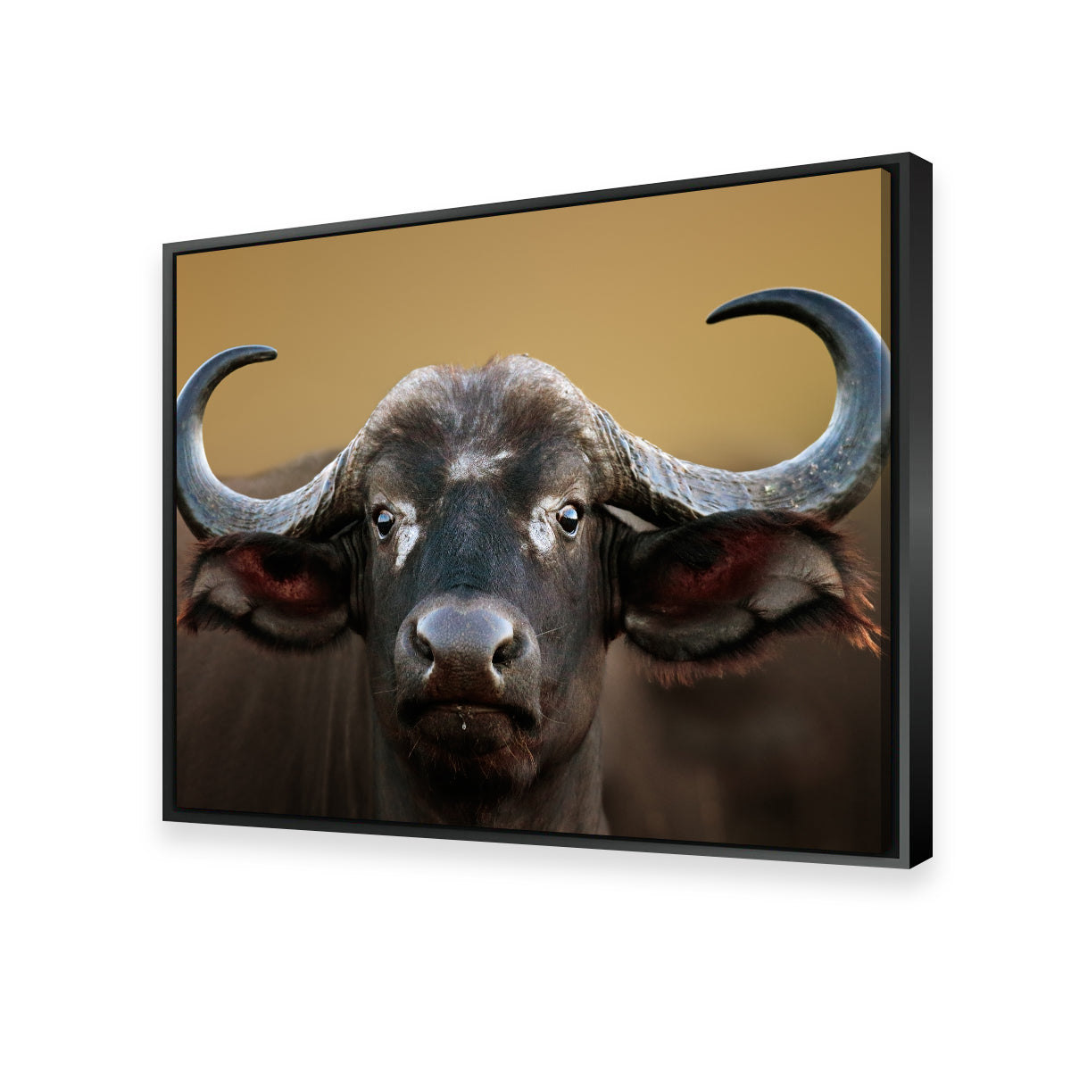 Cape Buffalo - Kruger National Park Wall Art