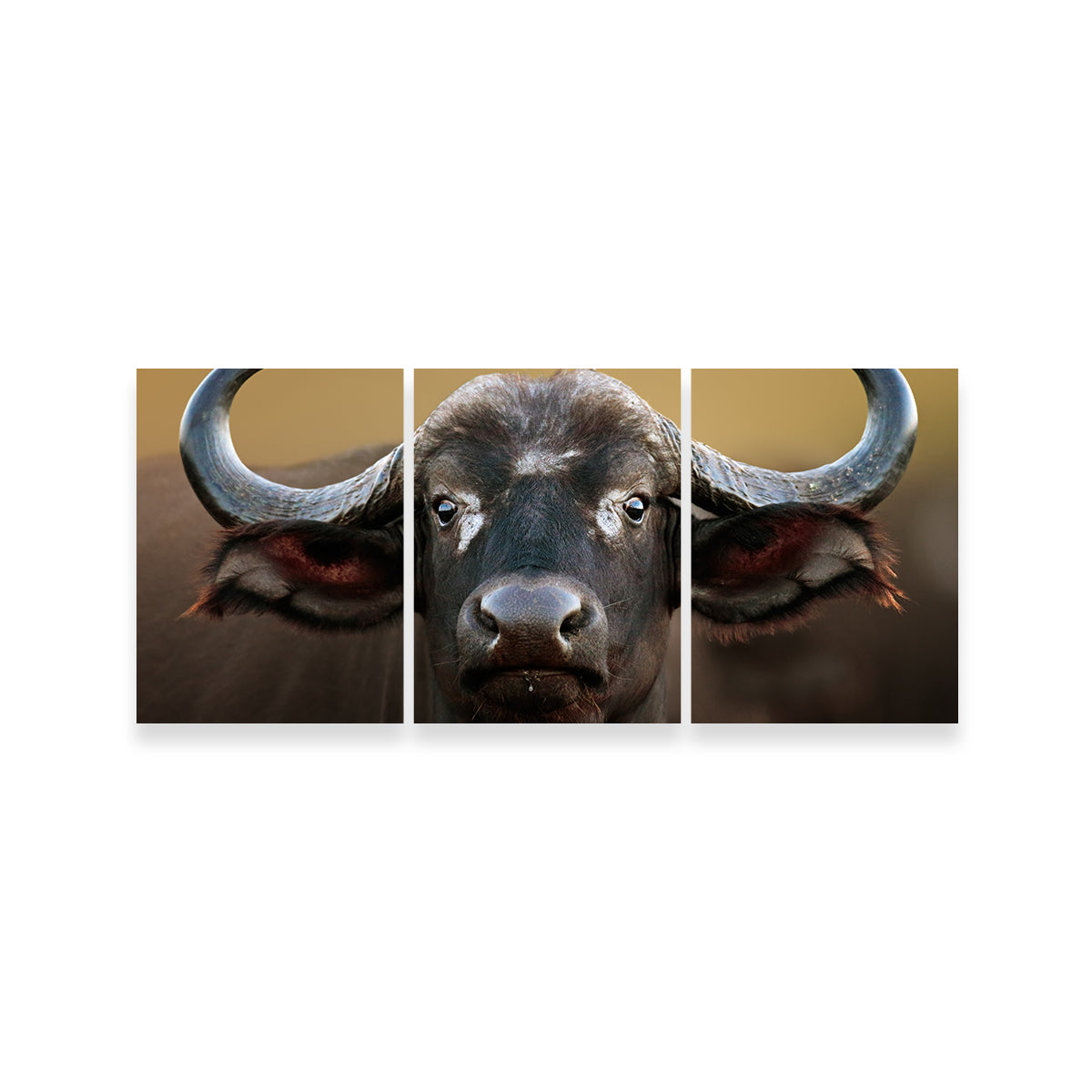 Cape Buffalo - Kruger National Park Wall Art