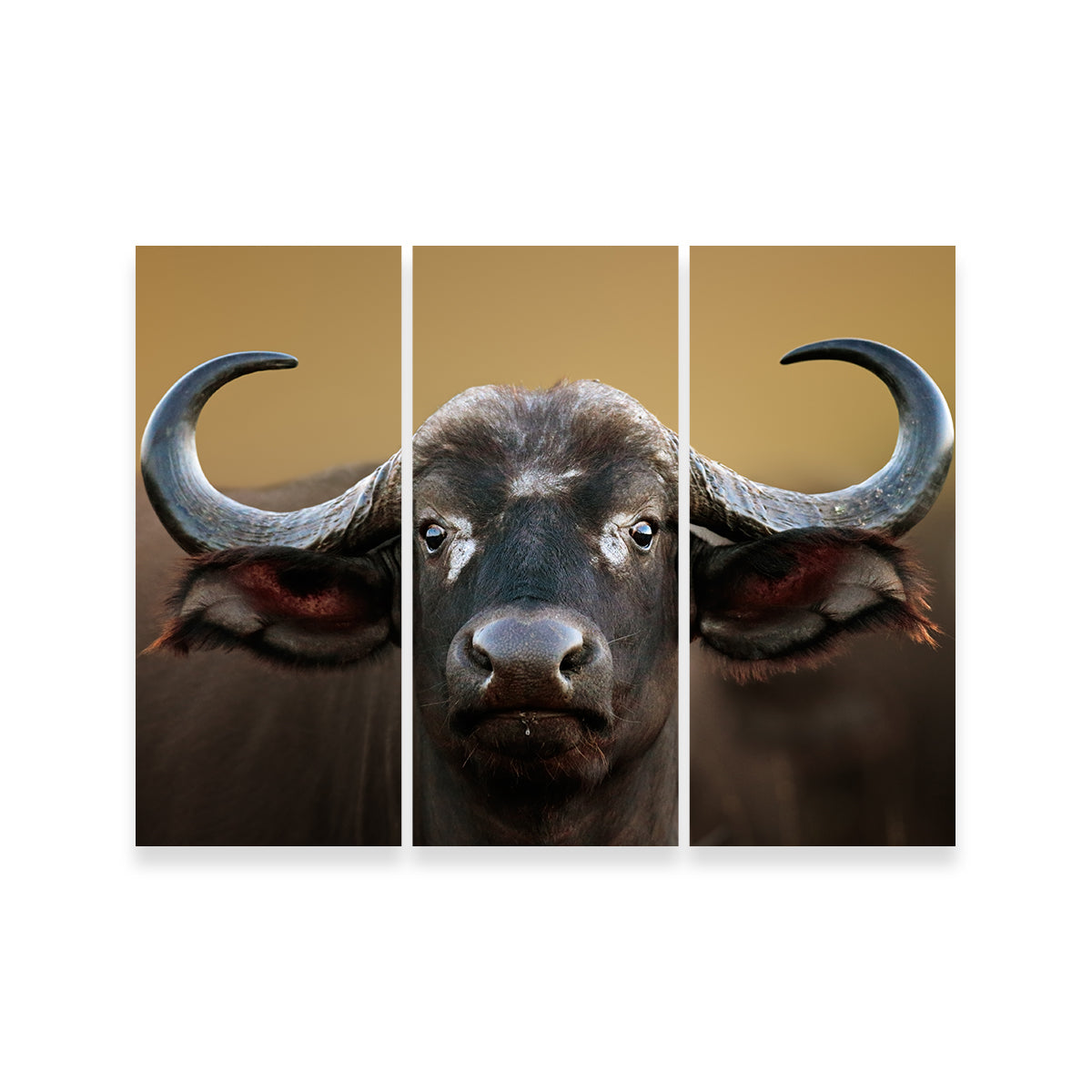 Cape Buffalo - Kruger National Park Wall Art