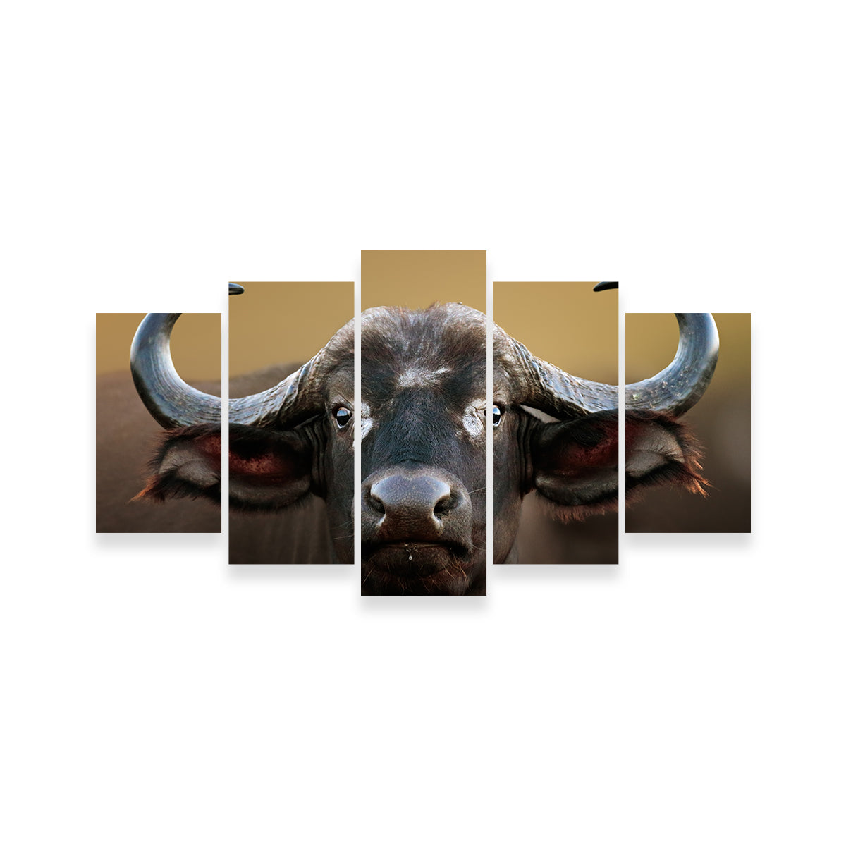 Cape Buffalo - Kruger National Park Wall Art