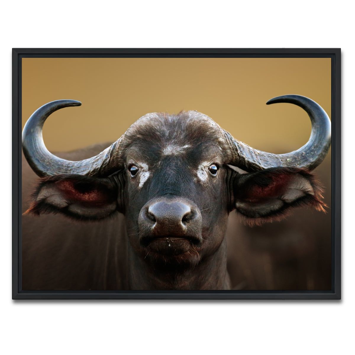 AUTO-MOCKUP WHITE | Cape Buffalo - Kruger National Park | 1 Piece | Black Framed Canvas | group=4x3