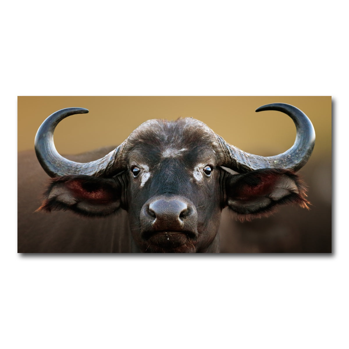 AUTO-MOCKUP WHITE | Cape Buffalo - Kruger National Park | 1 Piece | Gallery Wrap Canvas | group=2x1