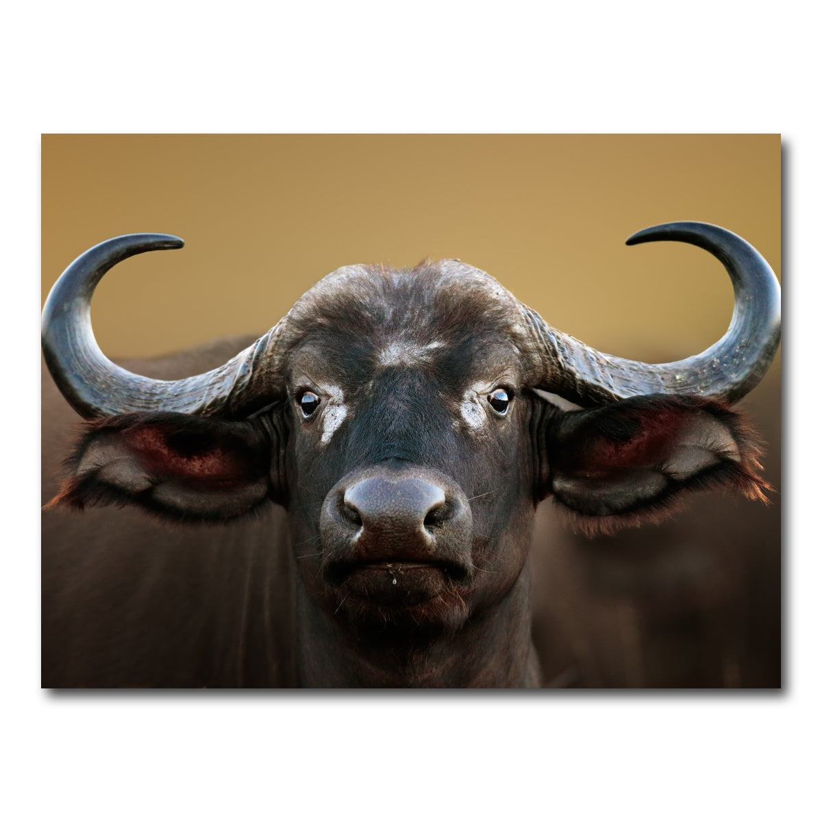 AUTO-MOCKUP WHITE | Cape Buffalo - Kruger National Park | 1 Piece | Gallery Wrap Canvas | group=4x3
