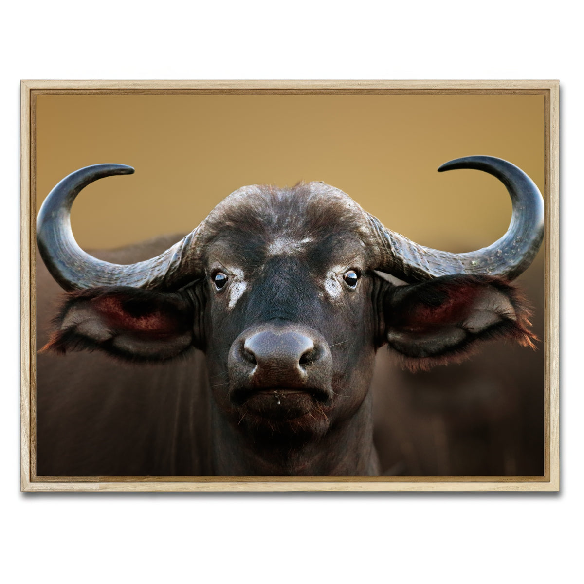 AUTO-MOCKUP WHITE | Cape Buffalo - Kruger National Park | 1 Piece | Natural Framed Canvas | group=4x3