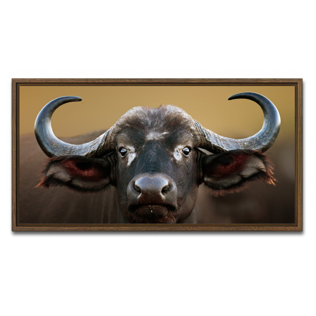 AUTO-MOCKUP WHITE | Cape Buffalo - Kruger National Park | 1 Piece | Walnut Framed Canvas | group=2x1