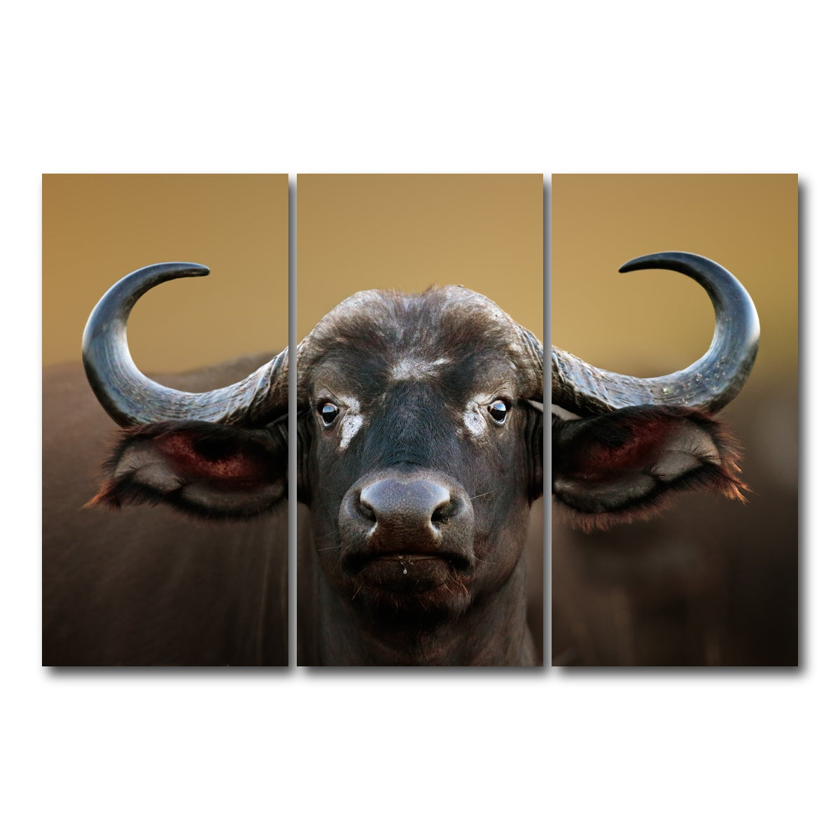AUTO-MOCKUP WHITE | Cape Buffalo - Kruger National Park | 3 Piece | Gallery Wrap Canvas | group=12x24