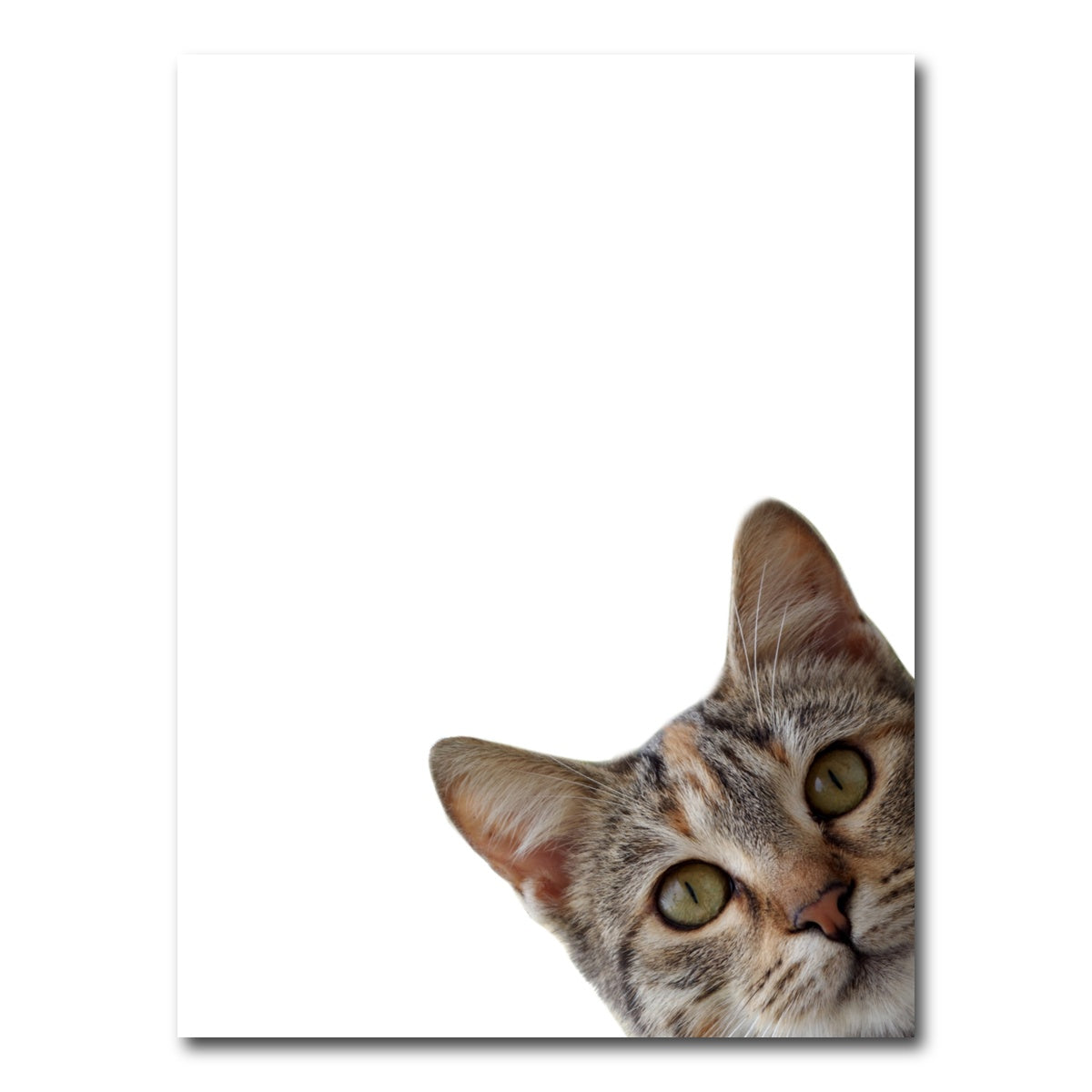 AUTO-MOCKUP WHITE | Cat Face | 1 Piece | Gallery Wrap Canvas | group=3x4