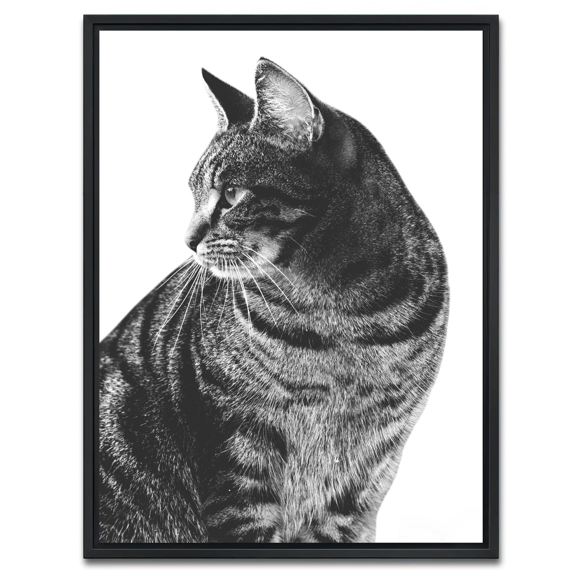 AUTO-MOCKUP WHITE | Cat Glance | 1 Piece | Black Framed Canvas | group=3x4