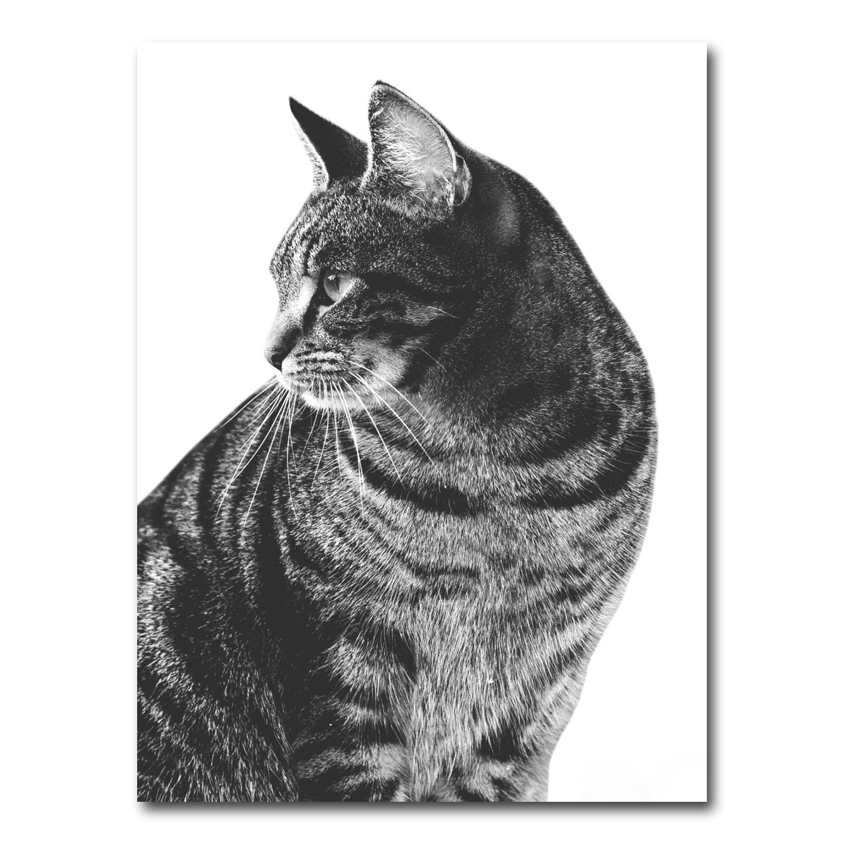 AUTO-MOCKUP WHITE | Cat Glance | 1 Piece | Gallery Wrap Canvas | group=3x4