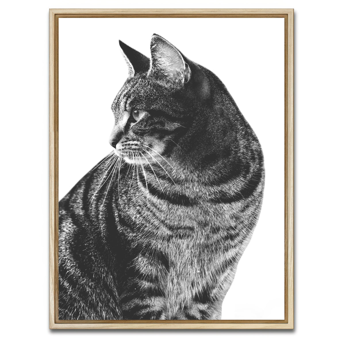 AUTO-MOCKUP WHITE | Cat Glance | 1 Piece | Natural Framed Canvas | group=3x4