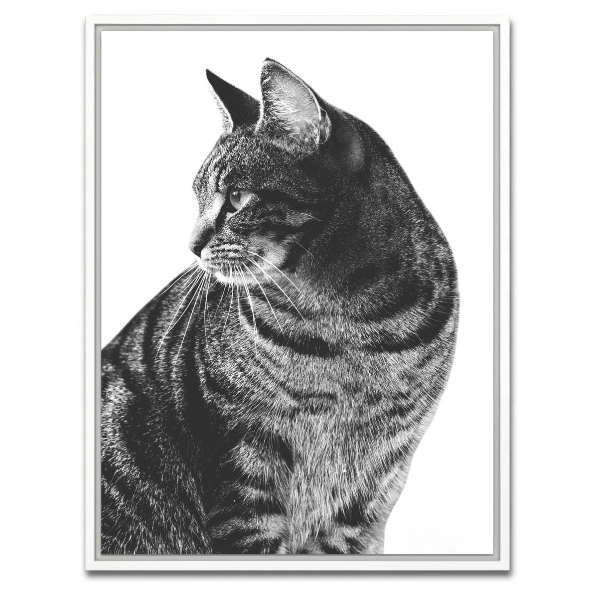 AUTO-MOCKUP WHITE | Cat Glance | 1 Piece | White Framed Canvas | group=3x4