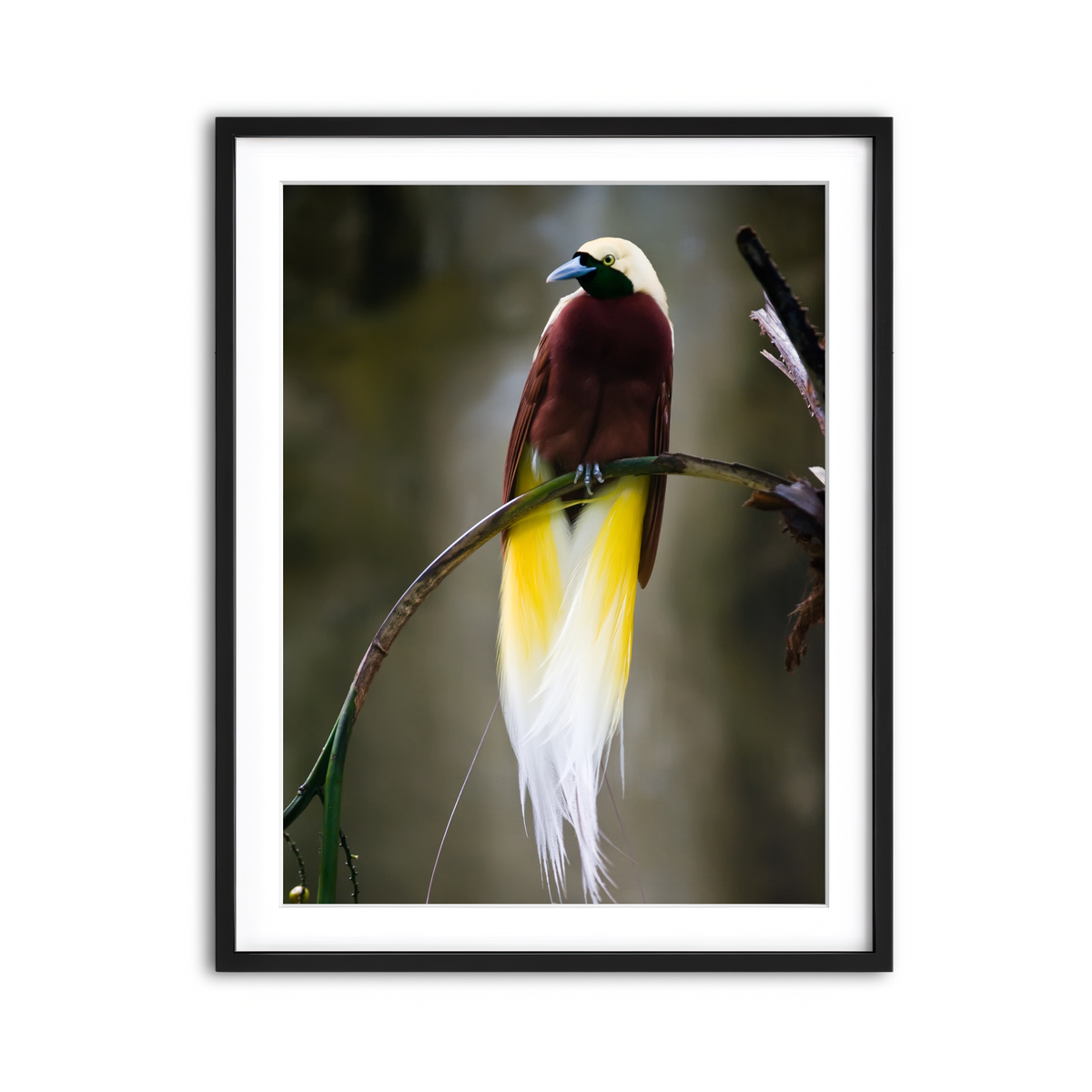 Framed Print 3x4 Black