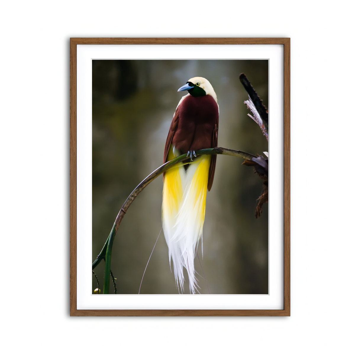 Framed Print 3x4 Walnut