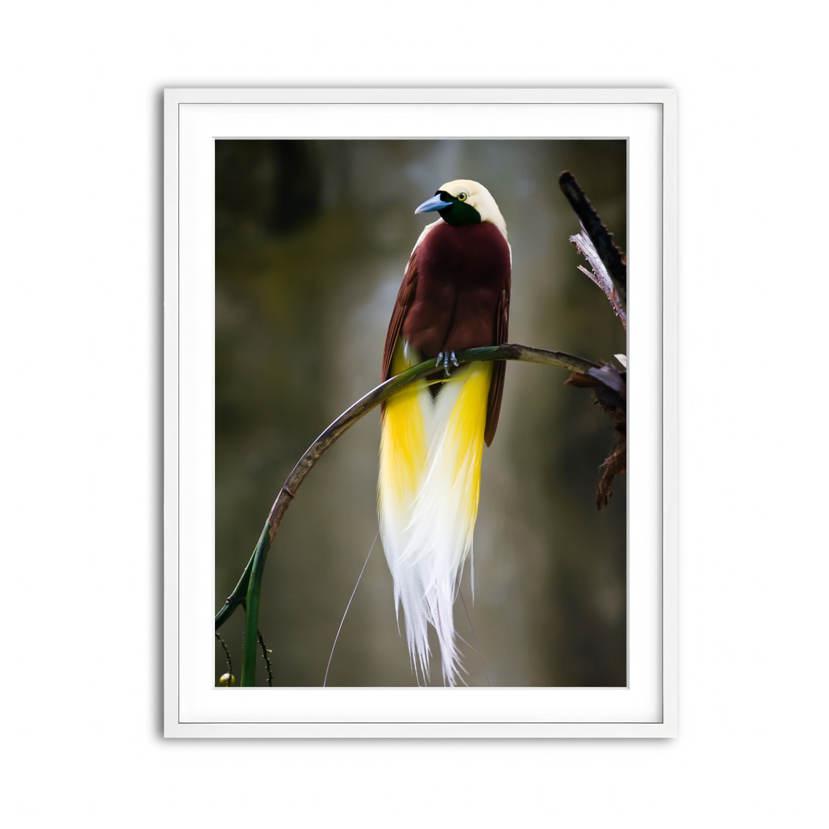 Framed Print 3x4 White