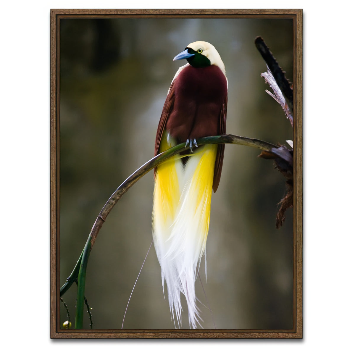 AUTO-MOCKUP WHITE | Cenderawasih | 1 Piece | Walnut Framed Canvas | group=3x4