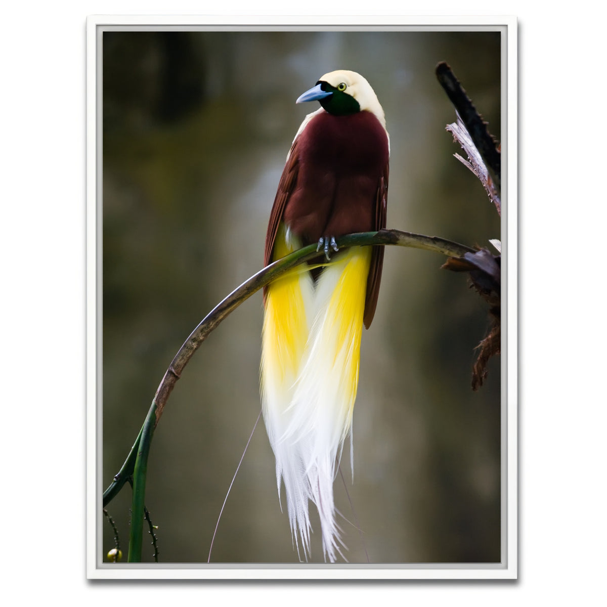 AUTO-MOCKUP WHITE | Cenderawasih | 1 Piece | White Framed Canvas | group=3x4