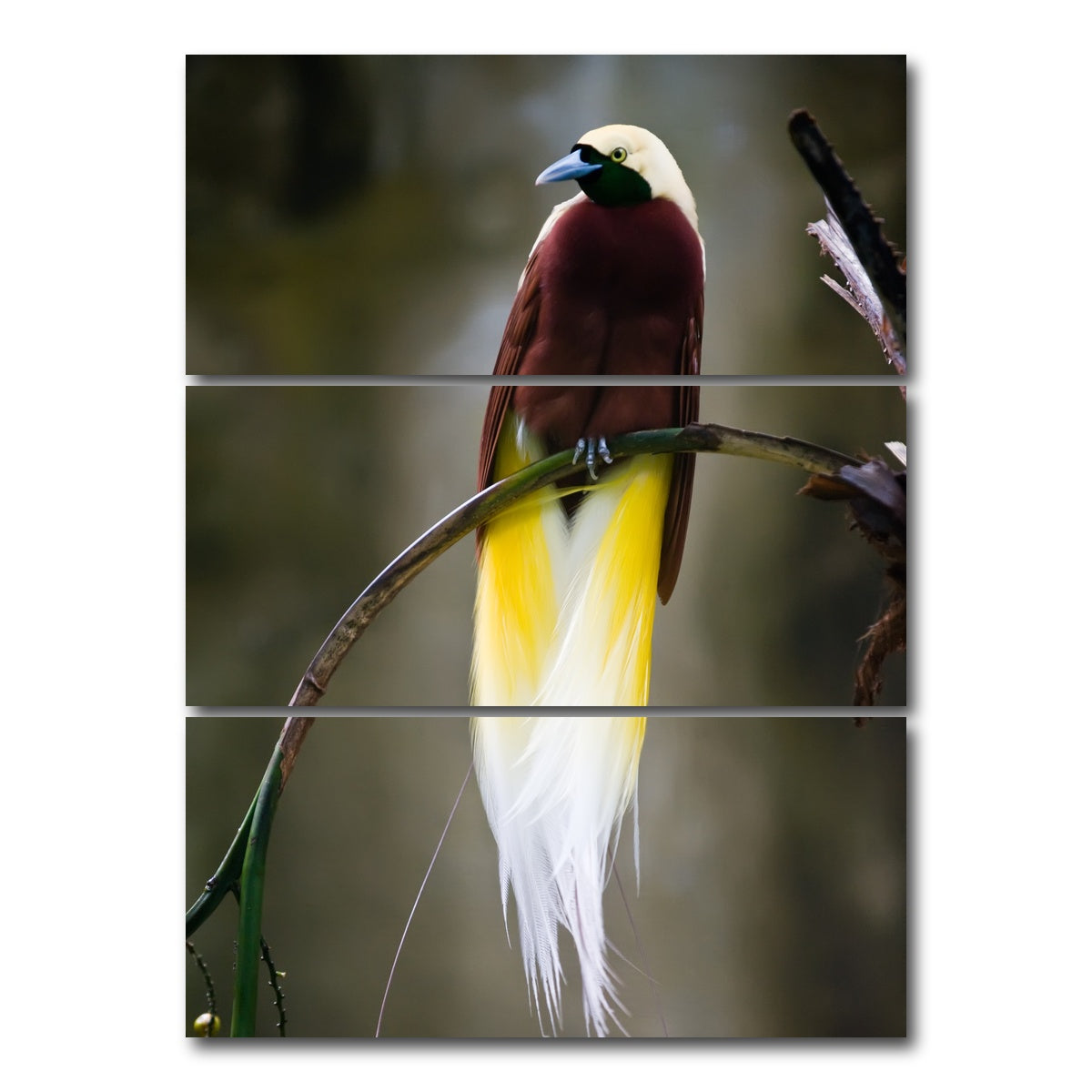 AUTO-MOCKUP WHITE | Cenderawasih | 3 Piece | Gallery Wrap Canvas | group=8x18_stacked