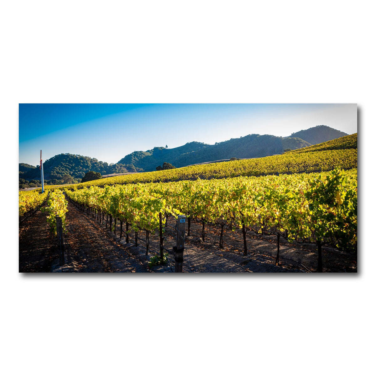 AUTO-MOCKUP WHITE | Central California Vineyard | 1 Piece | Gallery Wrap Canvas | group=2x1